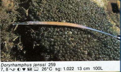 Doryrhampus janssi